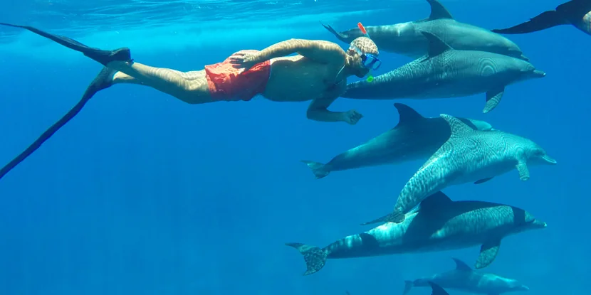 dolphin house marsa alam tauchen